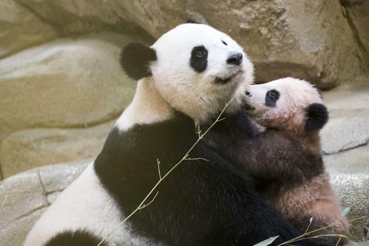 Les De L'argenterie Proche Du Zoo De Beauval Fontguenand